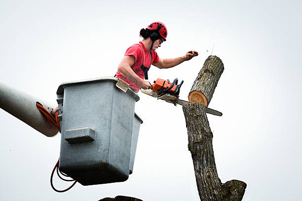 Best Hazardous Tree Removal  in Glespie, IL